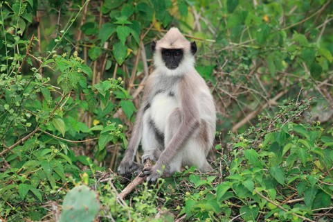 Entellus langur of Ceylon