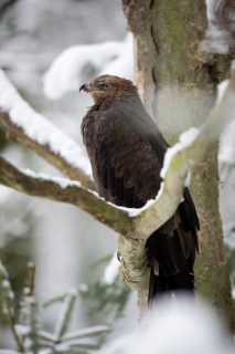 Lesser spotted eagle