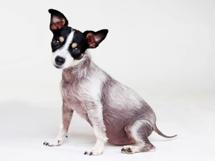 Jack Russell Terrier