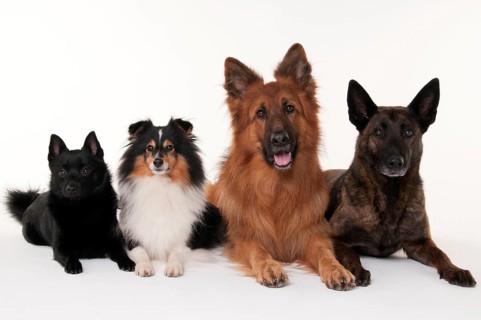 Schipperke