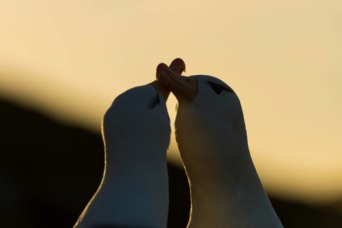 Black-browed Albatross