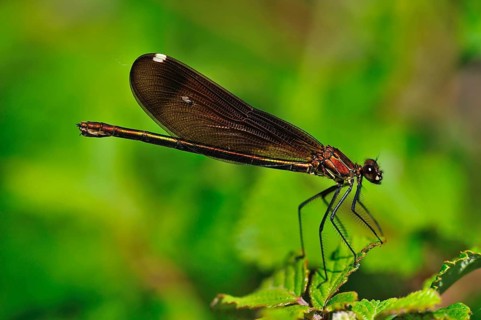 Copper demoiselle