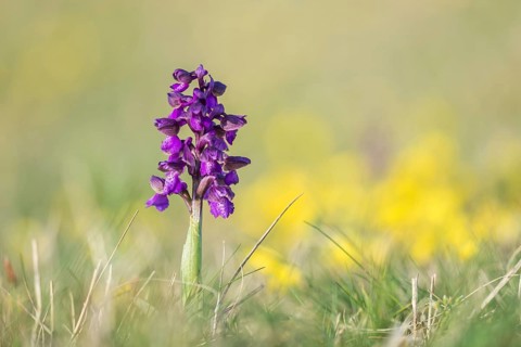Green-winged orchid