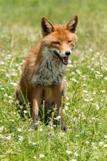Red fox