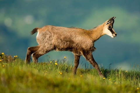 Chamois