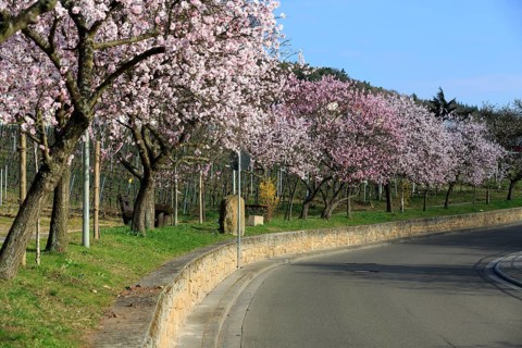 Almond tree