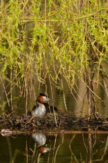 Great crested grebe
