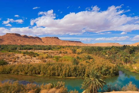 Tafilalet Oasis
