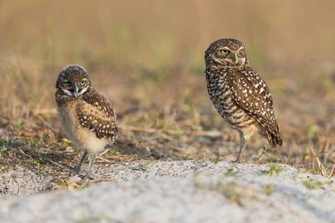 Burrowing owl
