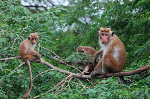 Toque macaque