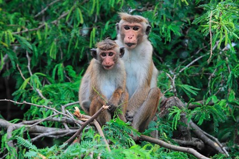 Toque macaque