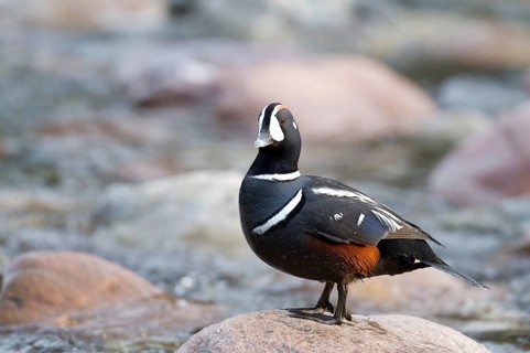 Harlequin duck