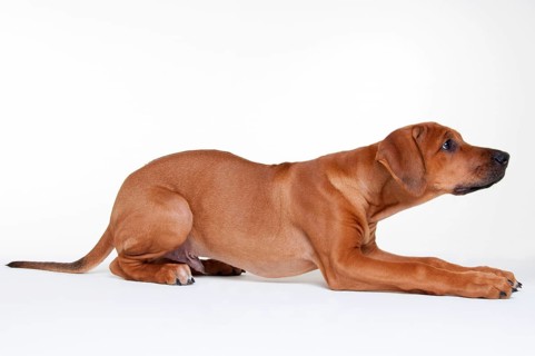 Rhodesian Ridgeback