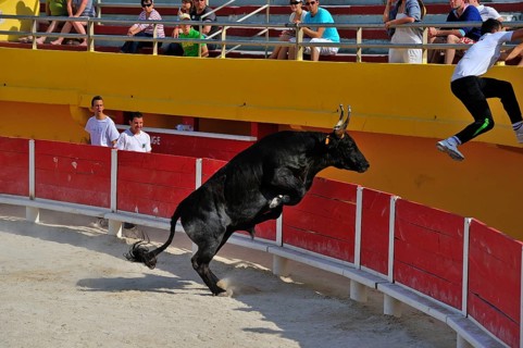 Bullfight
