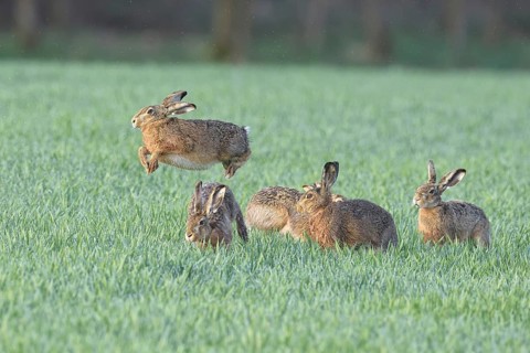 European Hare