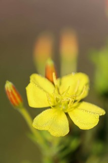 Common Common evening primrose