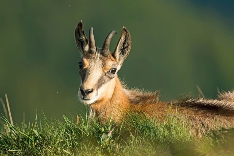 Chamois