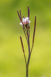 Cardamine hirsuta