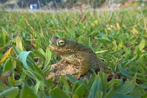 Natterjack Toad