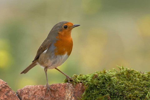 European robin