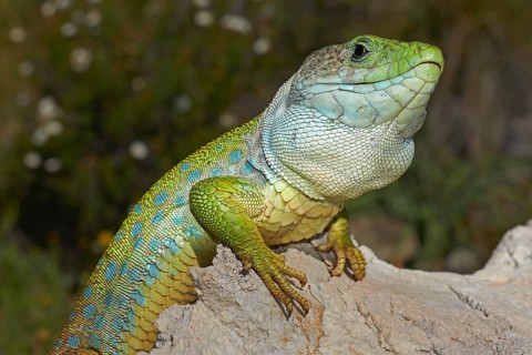 Scaled lizard