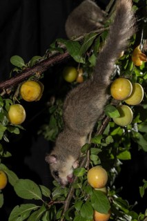Edible dormouse