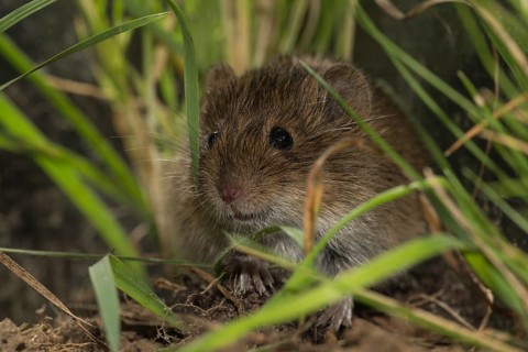 Common vole