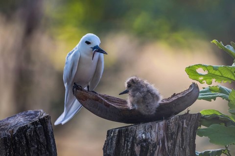 White tern