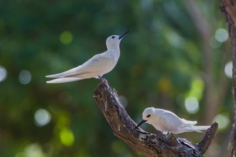 White tern