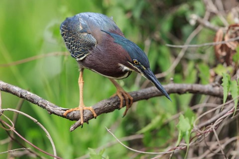 Green-backed Night Heron