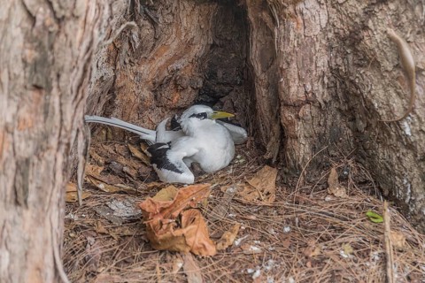 White-tailed tropicbird