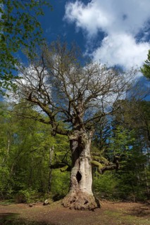 Hute oak in spring