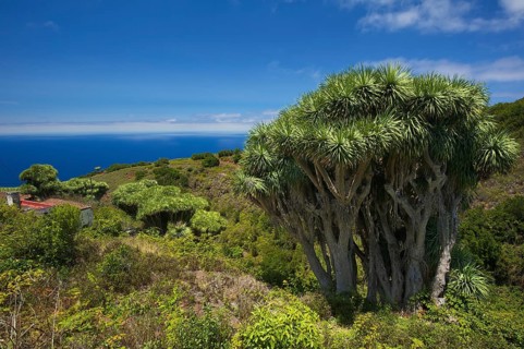 Dragon trees on the north coast of La Palma