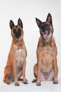 Malinois
