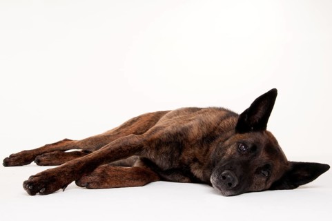 Mixed breed dog