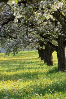 Apple tree