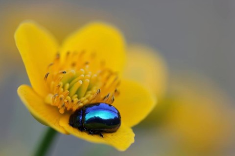 Sumpfdotterblume