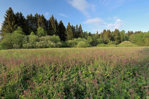 Water avens