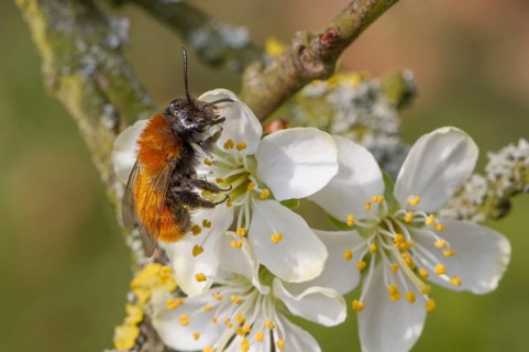 Forest bee