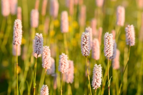 Meadow knotweed