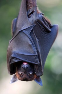 Indian Flying Fox