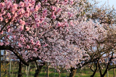 Almond tree