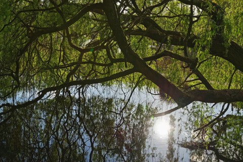 White willow