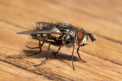 Housefly