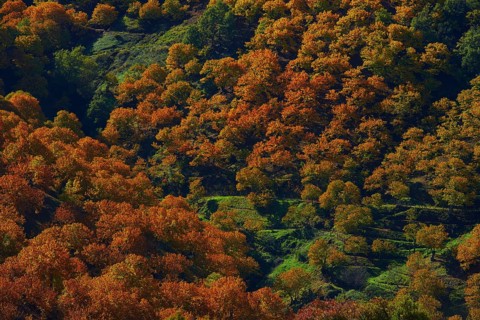 Valle del Genal
