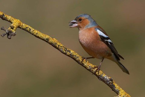 Chaffinch
