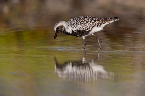 Black-bellied Plover