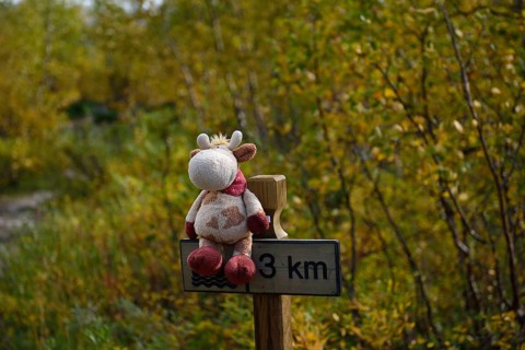 Trekking Nikkaluokta