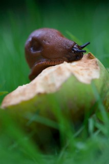 Large Red slug
