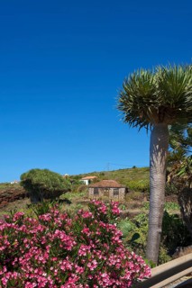 Old farmhouse with dragon tree in Garafia